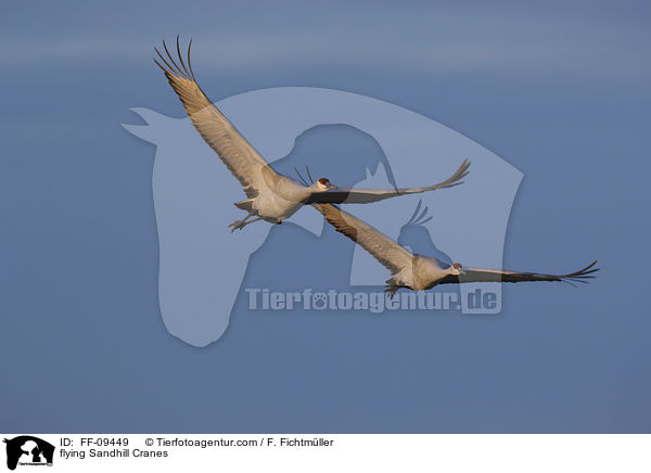 fliegende Kanadakraniche / flying Sandhill Cranes / FF-09449