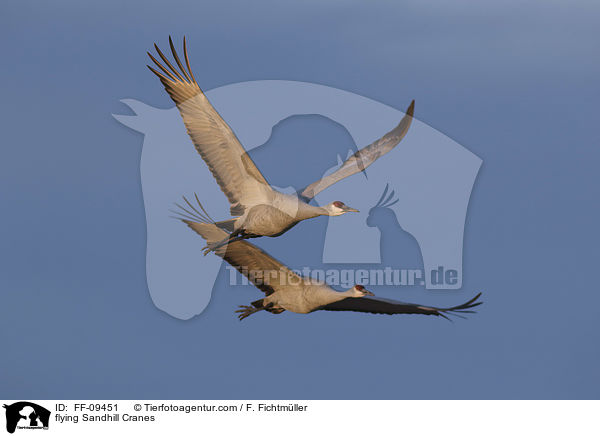 fliegende Kanadakraniche / flying Sandhill Cranes / FF-09451