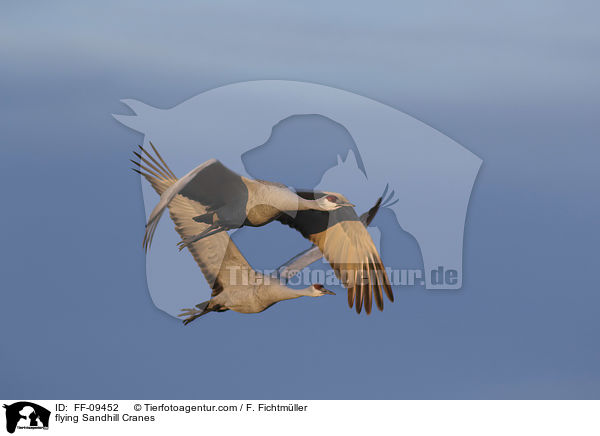 fliegende Kanadakraniche / flying Sandhill Cranes / FF-09452