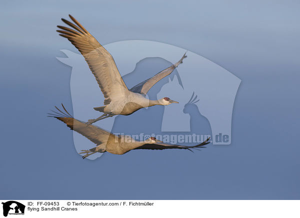 fliegende Kanadakraniche / flying Sandhill Cranes / FF-09453
