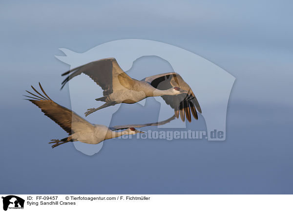 fliegende Kanadakraniche / flying Sandhill Cranes / FF-09457