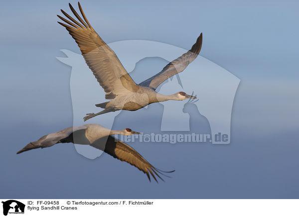 fliegende Kanadakraniche / flying Sandhill Cranes / FF-09458