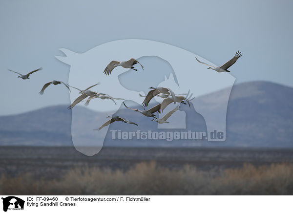 fliegende Kanadakraniche / flying Sandhill Cranes / FF-09460