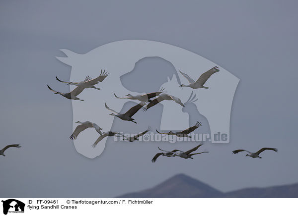fliegende Kanadakraniche / flying Sandhill Cranes / FF-09461