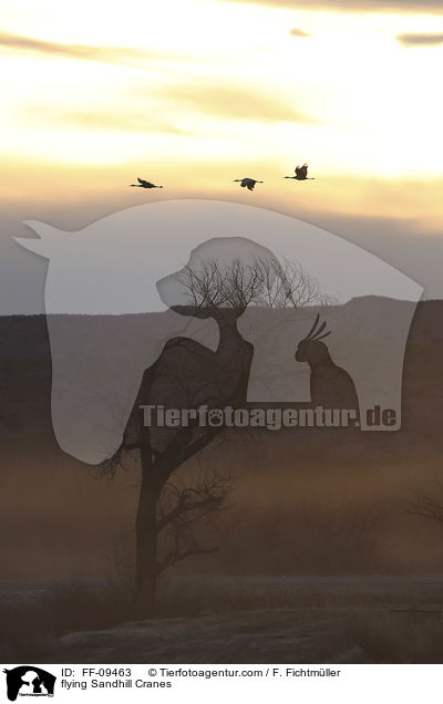 fliegende Kanadakraniche / flying Sandhill Cranes / FF-09463