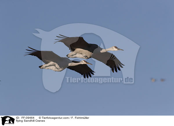 fliegende Kanadakraniche / flying Sandhill Cranes / FF-09464