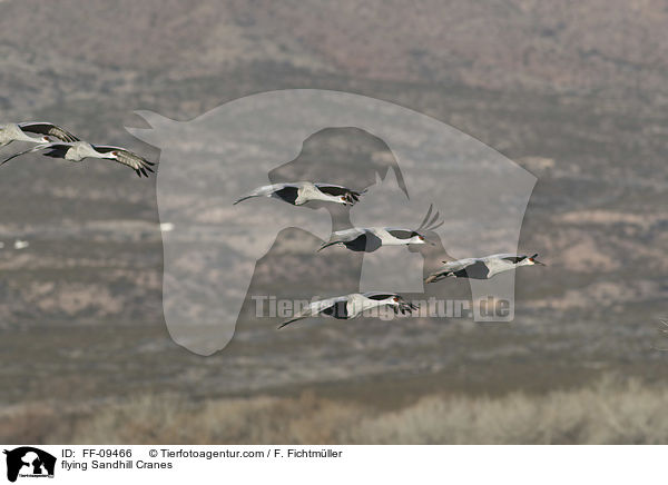 fliegende Kanadakraniche / flying Sandhill Cranes / FF-09466