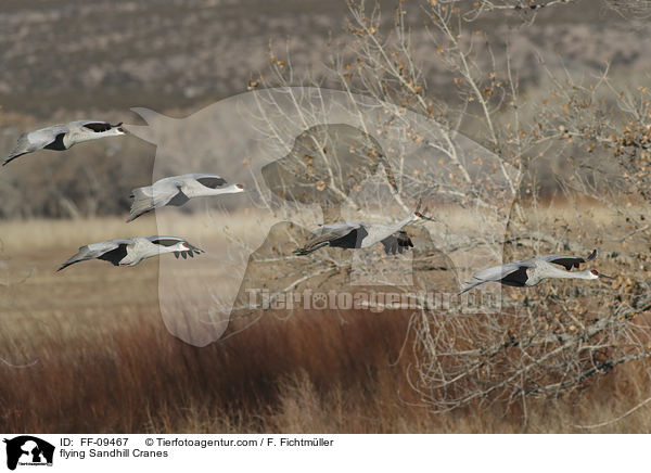 fliegende Kanadakraniche / flying Sandhill Cranes / FF-09467