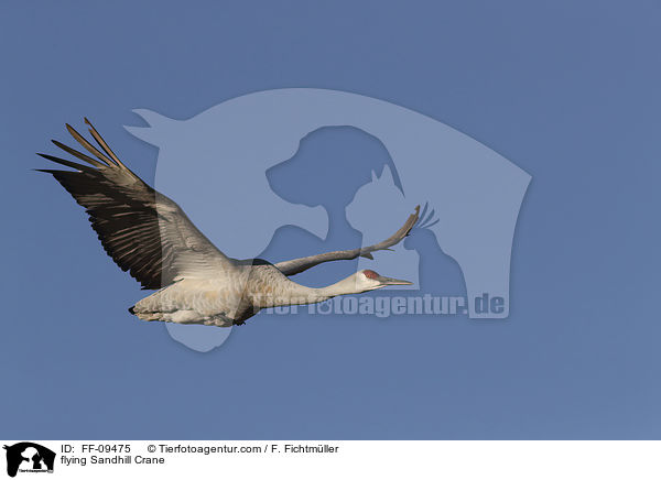 fliegender Kanadakranich / flying Sandhill Crane / FF-09475