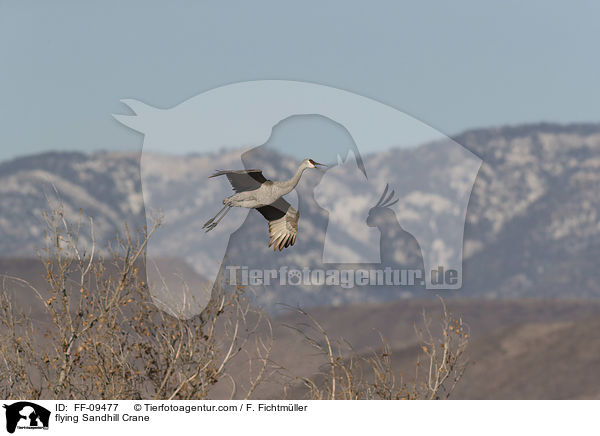 fliegender Kanadakranich / flying Sandhill Crane / FF-09477
