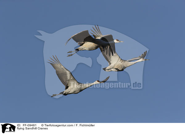 fliegende Kanadakraniche / flying Sandhill Cranes / FF-09481