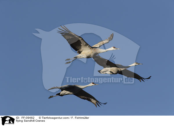 fliegende Kanadakraniche / flying Sandhill Cranes / FF-09482