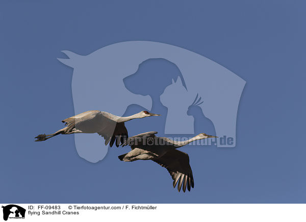 fliegende Kanadakraniche / flying Sandhill Cranes / FF-09483