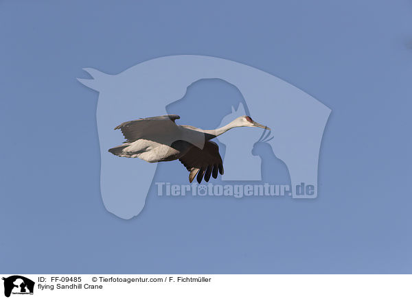 fliegender Kanadakranich / flying Sandhill Crane / FF-09485