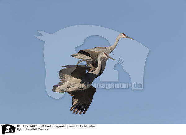 fliegende Kanadakraniche / flying Sandhill Cranes / FF-09487