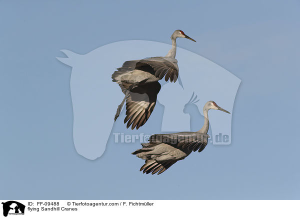 fliegende Kanadakraniche / flying Sandhill Cranes / FF-09488