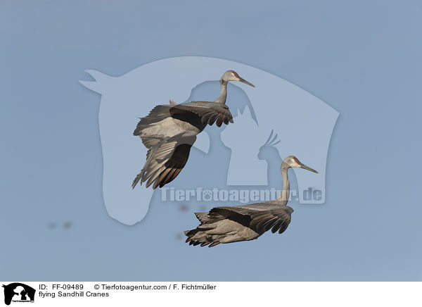 fliegende Kanadakraniche / flying Sandhill Cranes / FF-09489