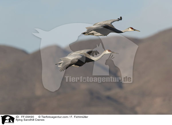 fliegende Kanadakraniche / flying Sandhill Cranes / FF-09490