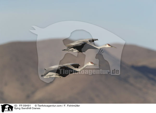 fliegende Kanadakraniche / flying Sandhill Cranes / FF-09491