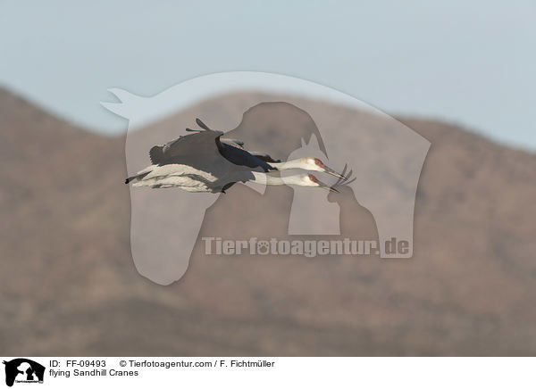 fliegende Kanadakraniche / flying Sandhill Cranes / FF-09493