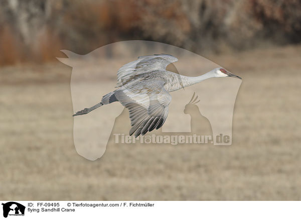 fliegender Kanadakranich / flying Sandhill Crane / FF-09495