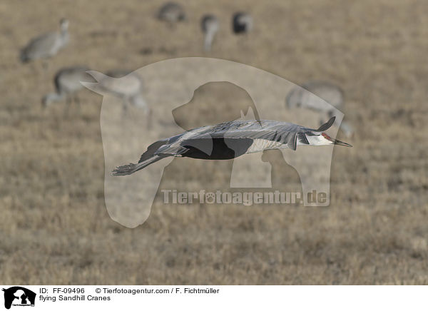 fliegende Kanadakraniche / flying Sandhill Cranes / FF-09496