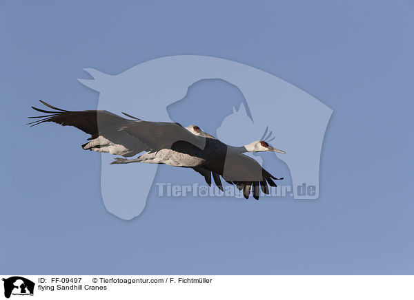 fliegende Kanadakraniche / flying Sandhill Cranes / FF-09497