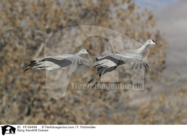 fliegende Kanadakraniche / flying Sandhill Cranes / FF-09498