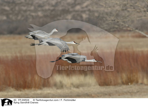 fliegende Kanadakraniche / flying Sandhill Cranes / FF-09504