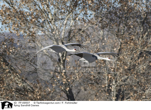 fliegende Kanadakraniche / flying Sandhill Cranes / FF-09507