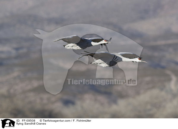 fliegende Kanadakraniche / flying Sandhill Cranes / FF-09508