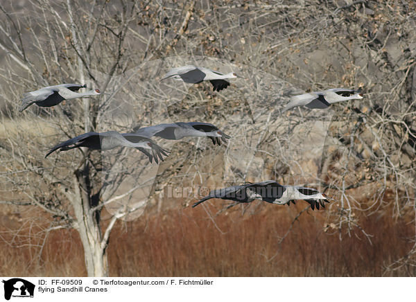 flying Sandhill Cranes / FF-09509