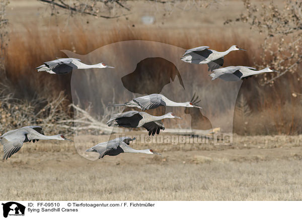 flying Sandhill Cranes / FF-09510