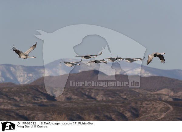 fliegende Kanadakraniche / flying Sandhill Cranes / FF-09512