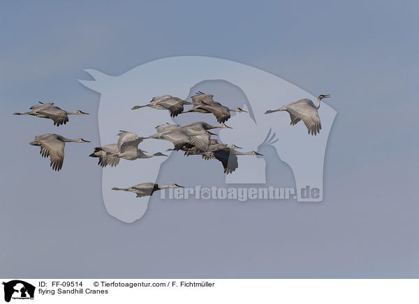 fliegende Kanadakraniche / flying Sandhill Cranes / FF-09514
