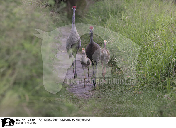 sandhill cranes / FF-12839