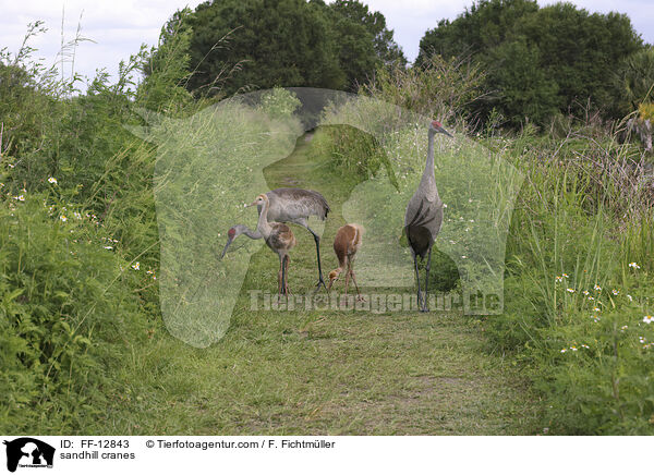 Kanadakraniche / sandhill cranes / FF-12843