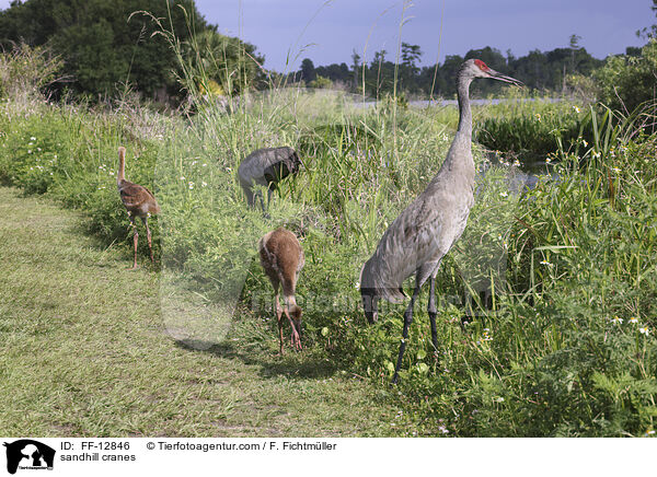 sandhill cranes / FF-12846