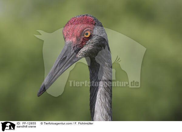 sandhill crane / FF-12855