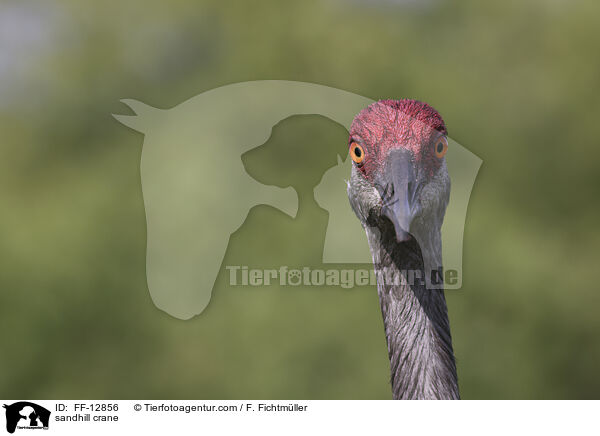 sandhill crane / FF-12856