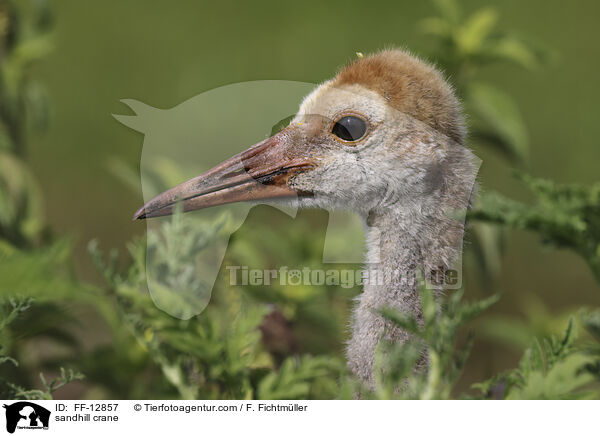 Kanadakranich / sandhill crane / FF-12857
