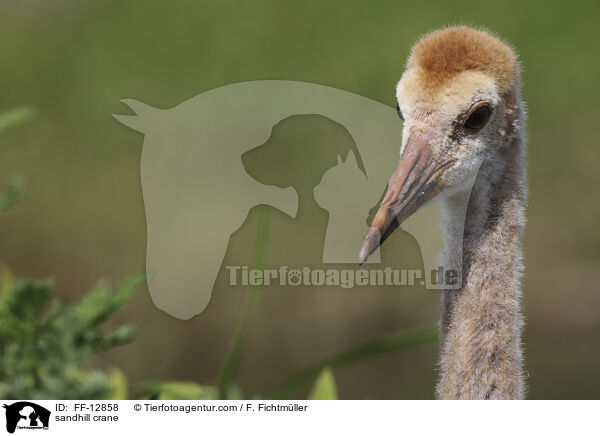 sandhill crane / FF-12858
