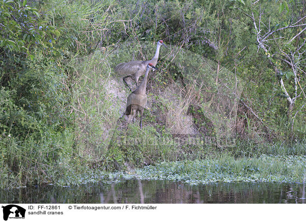 sandhill cranes / FF-12861