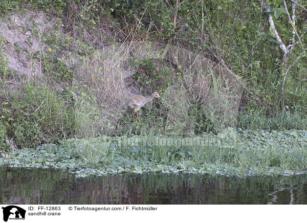 sandhill crane / FF-12863