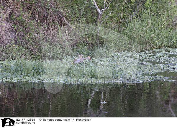 sandhill crane / FF-12864