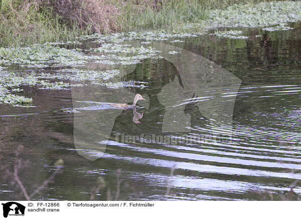 sandhill crane / FF-12866