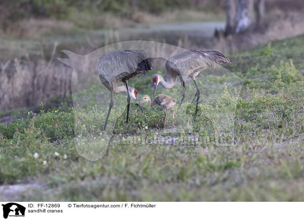 sandhill cranes / FF-12869
