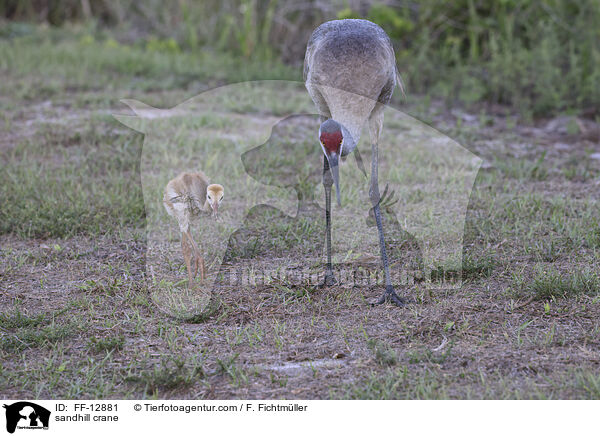 sandhill crane / FF-12881