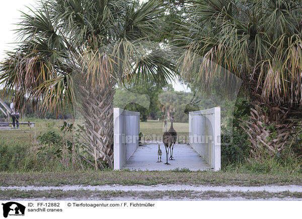 sandhill cranes / FF-12882