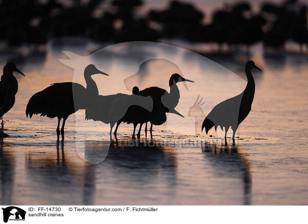 sandhill cranes / FF-14730